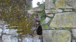 acastle
                          108705.jpg